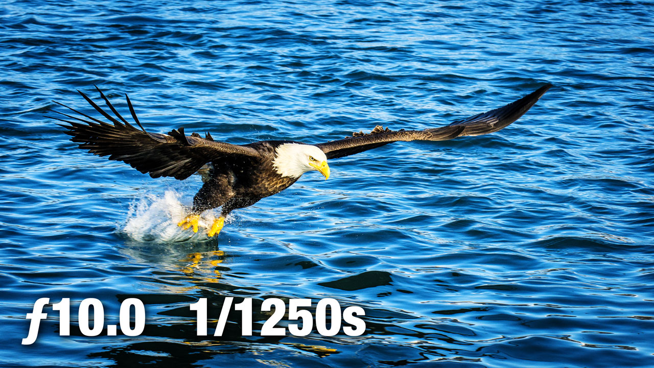 eagle