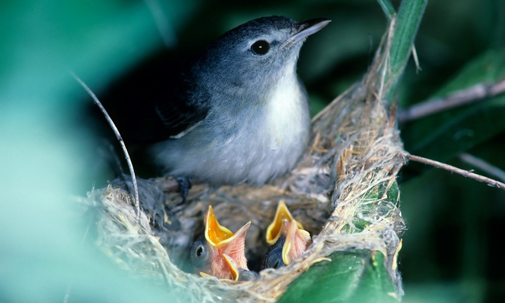 SBTP Moose-Peterson-Least-Bells-Vireo-featured SBTP Moose-Peterson-Least-Bells-Vireo-featured