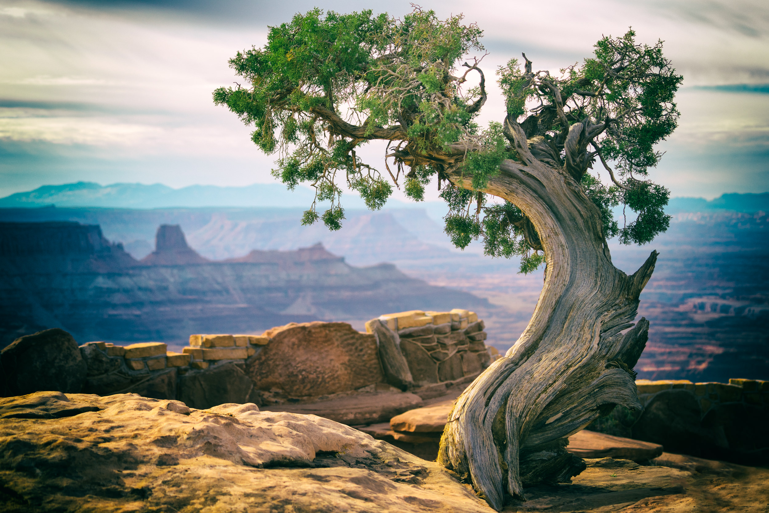 Elegance in Juniper Dead Horse Point State Park, Moab, UT, USA