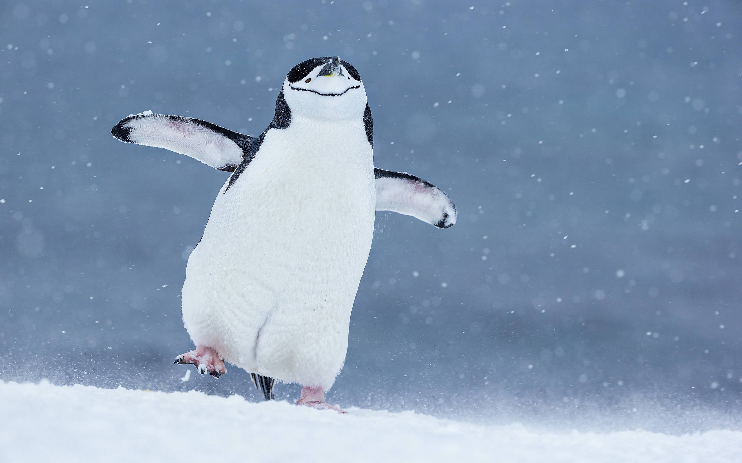 Chinstrap Penguin Walking – © 2015 Clemens Vanderwerf Chinstrap Penguin Walking - © 2015 Clemens Vanderwerf