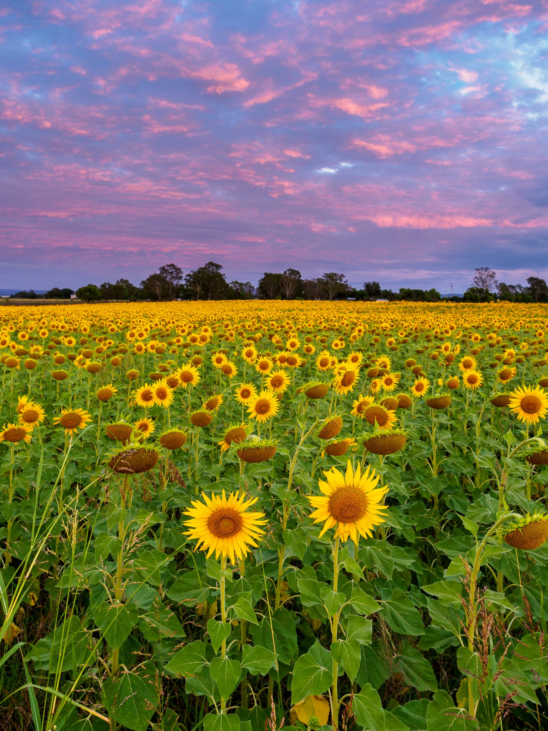 Sunflowers Sunflowers