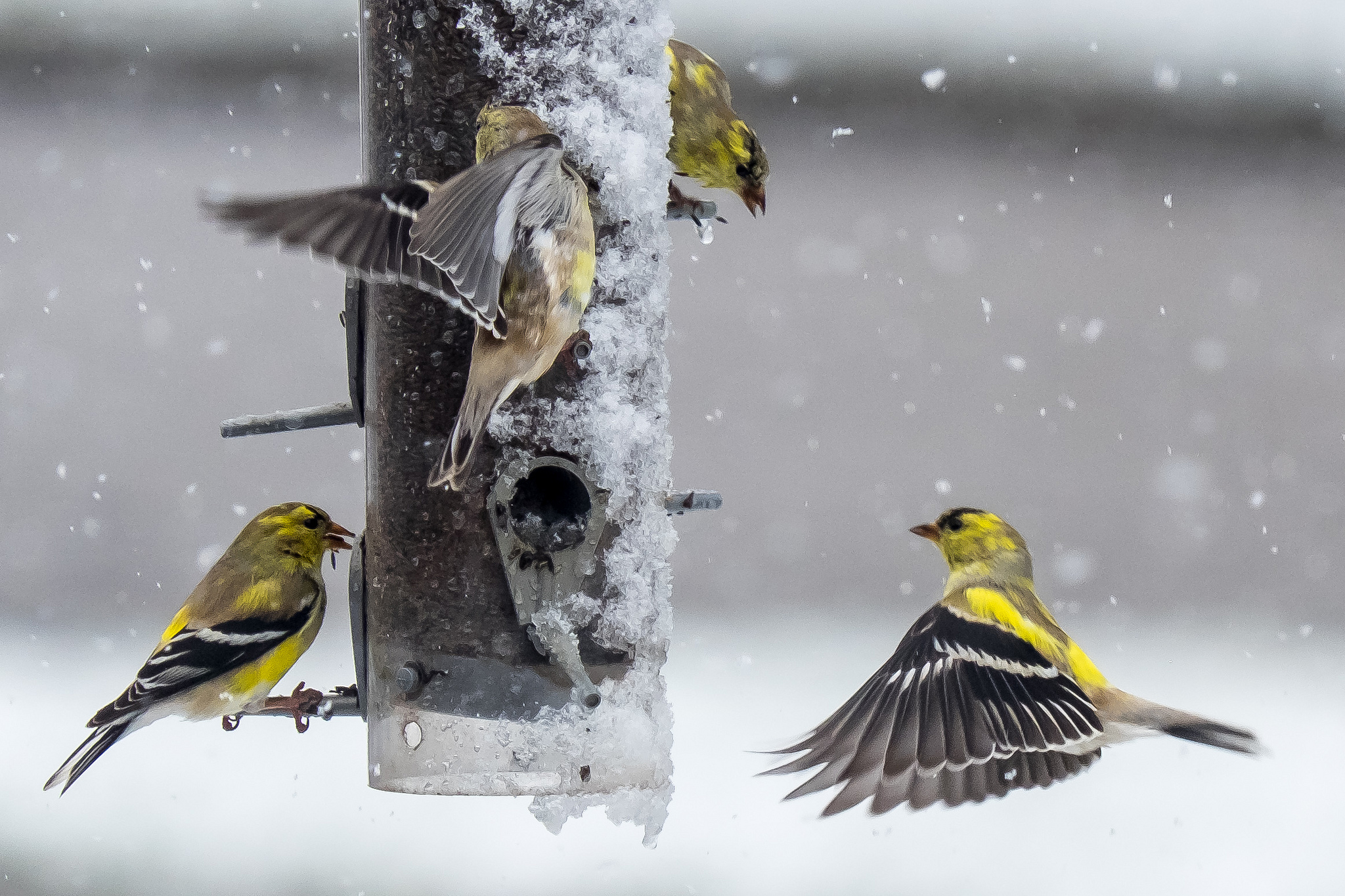 Goldfinches feeding before the snowstorm by Ric Rus Goldfinches feeding before the snowstorm by Ric Rus