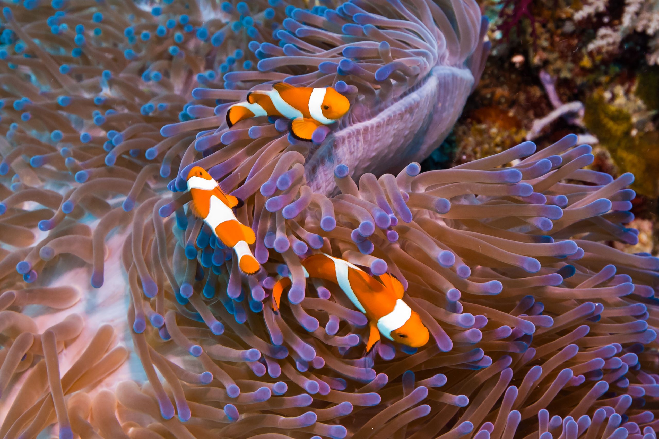 334:365 alt Nemo by Brent Schnarr 334:365 alt Nemo by Brent Schnarr