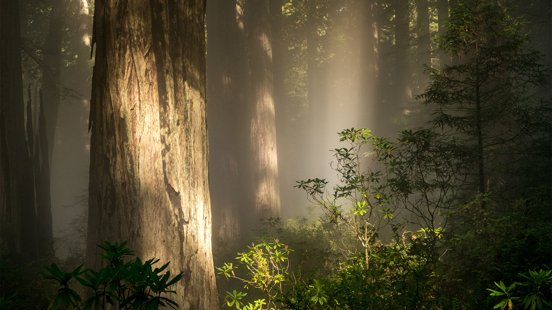 Redwoods-Featured Redwoods-Featured
