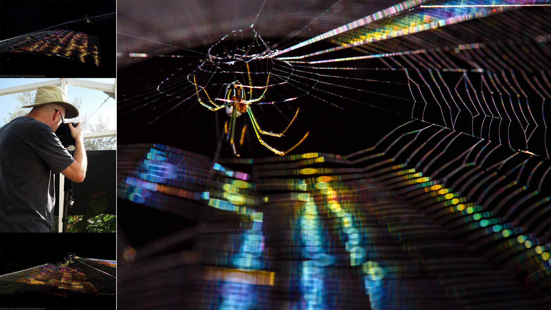 FEATURED-jhahn-rai-the-spider FEATURED-jhahn-rai-the-spider