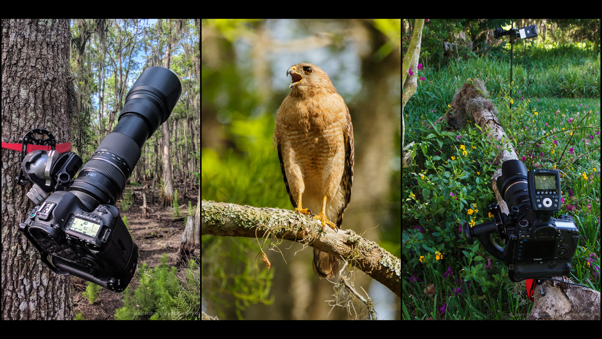 Featured-Image-Platypod-Wildlife Featured-Image-Platypod-Wildlife