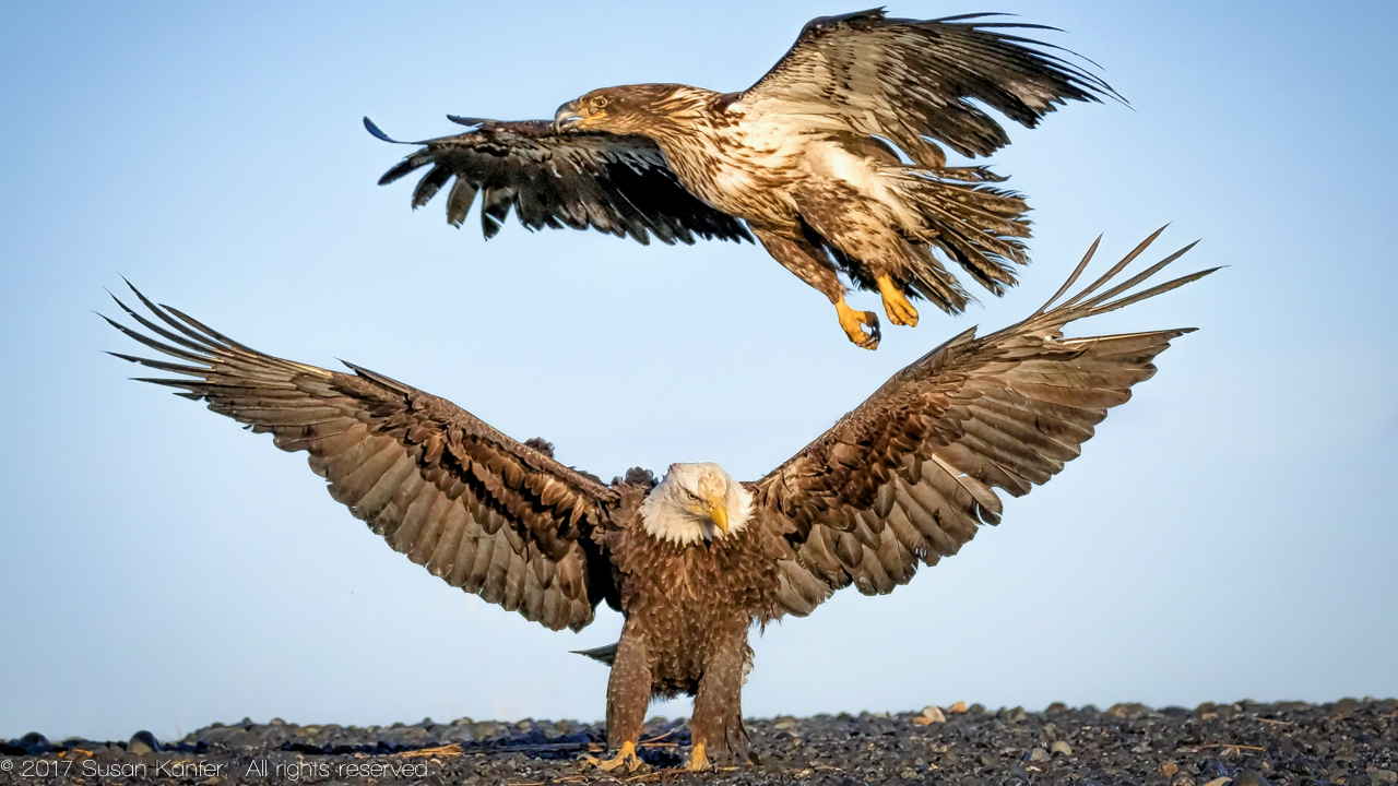 Young Eagles Young Eagles