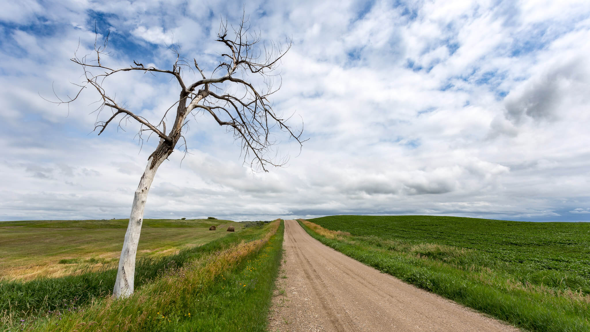 ND Tree header ND Tree header