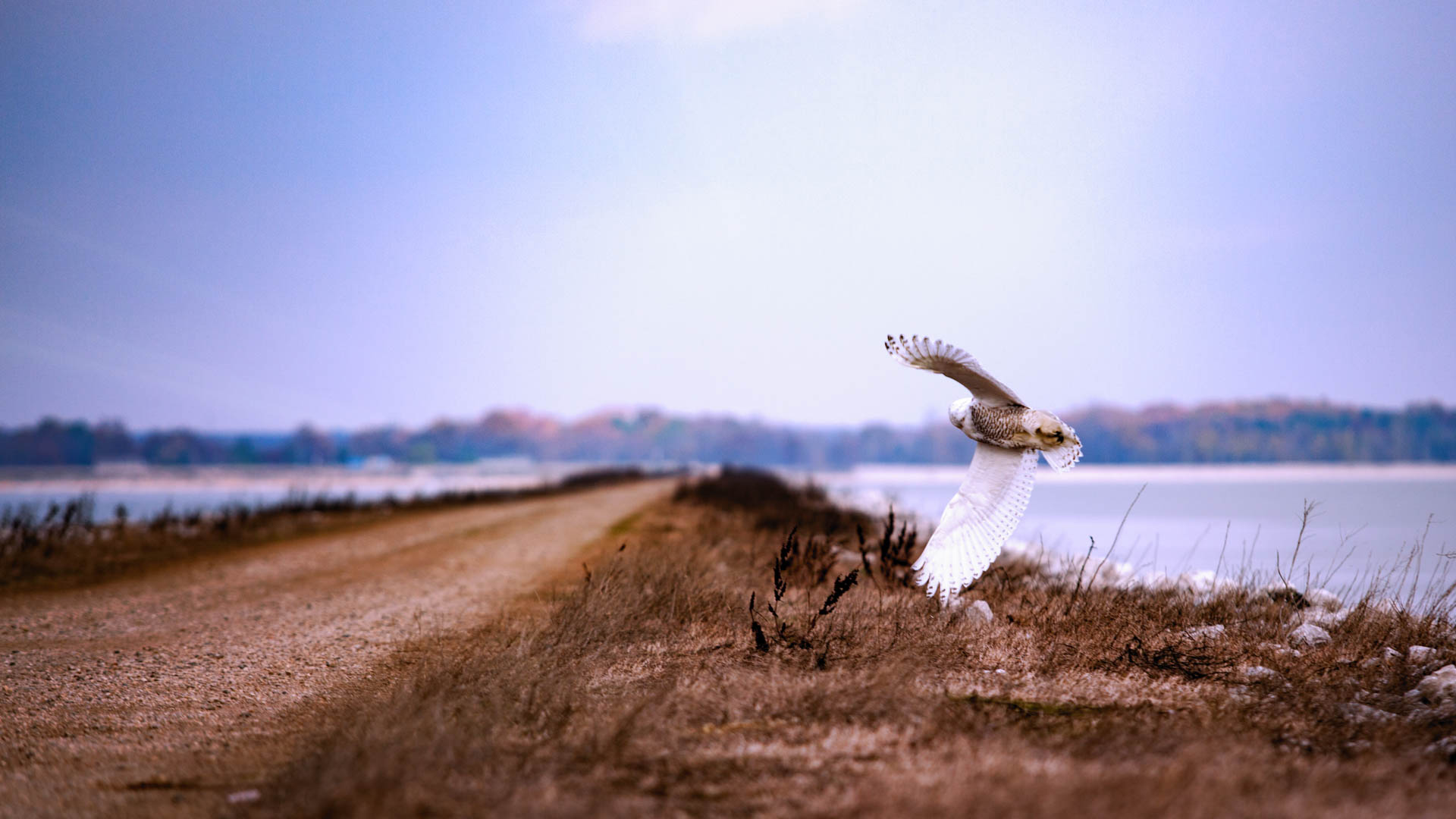 Cathy Seaver Snowy Owl IMG_0210-Edit-Exposure-Edit Cathy Seaver Snowy Owl IMG_0210-Edit-Exposure-Edit