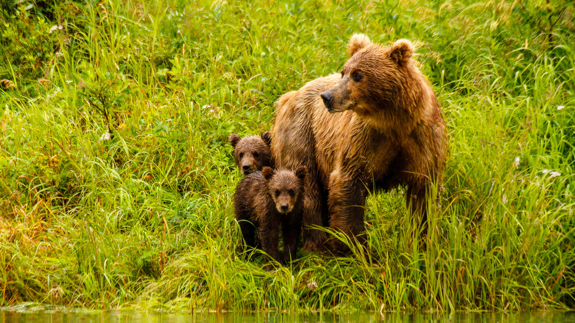 Alaskan Brown Bear – Griizzly Alaskan Brown Bear - Griizzly
