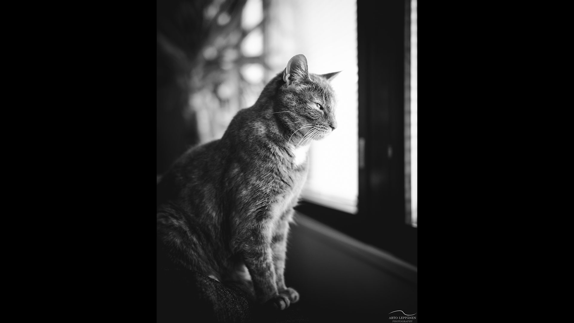 18-sept-potd-arto-sleepythoughts Sleepy cat