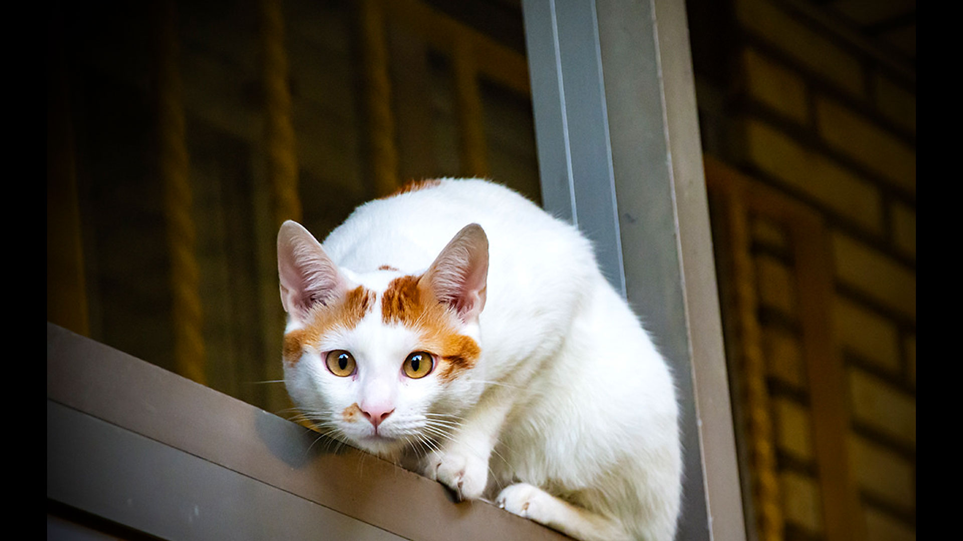 18-sept-potd-ritxy-untitled Pets | Photographer: RitxyCurator: Bryan Esler