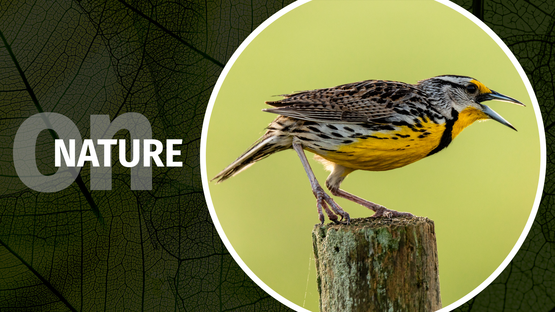 On Nature What settings should I use for wildlife photography