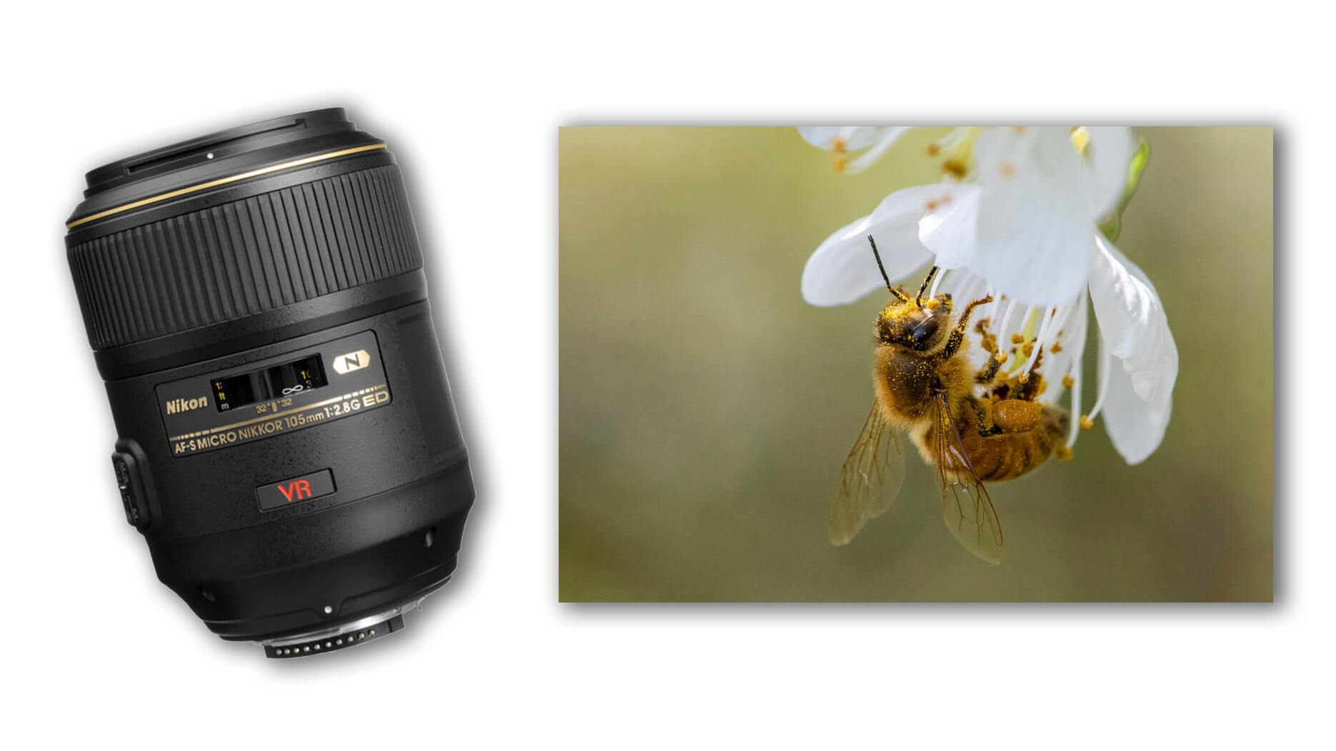 photography the Nikon VR 105mm f/2.8 and Photofocus