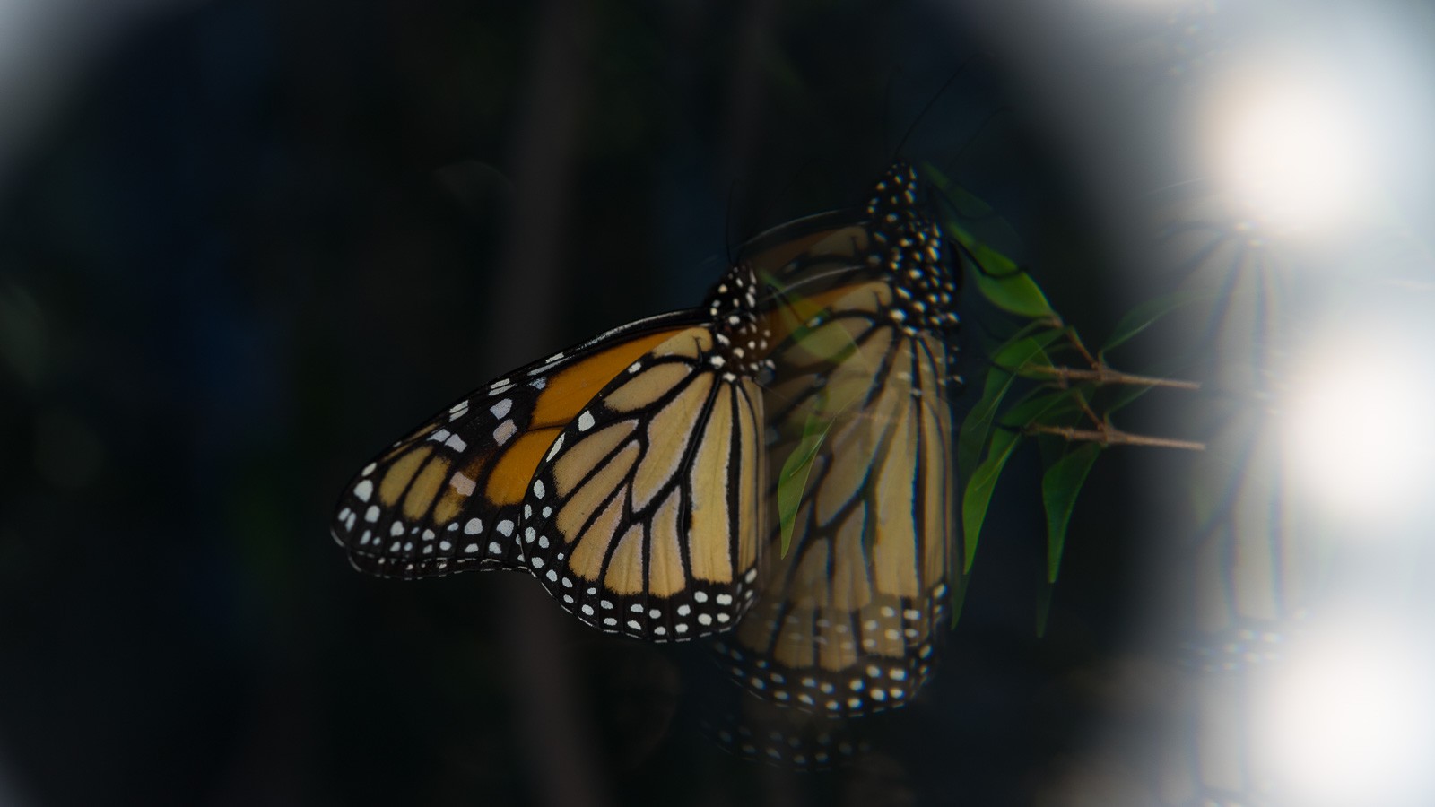 Julie Powell_fractals_Header-2 Julie Powell_fractals_Header-2