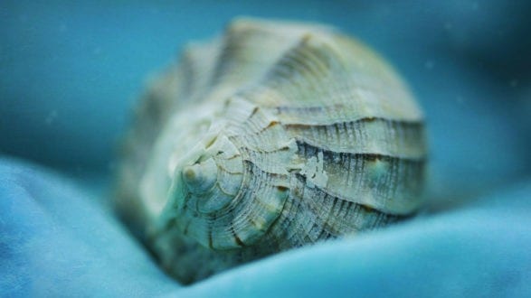 blue-shell-featured-image macro seashell