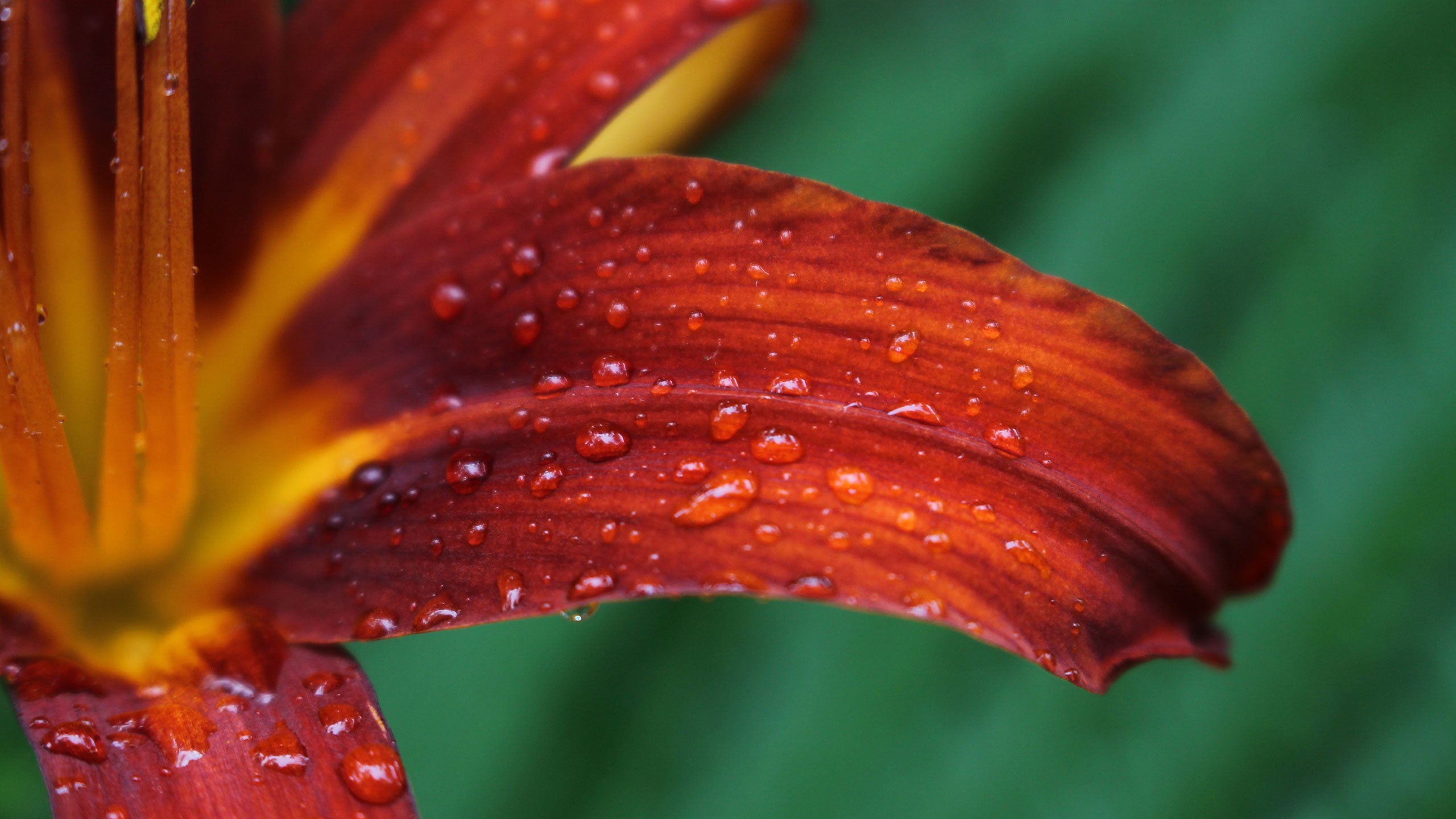 Photographing macro flowers in a natural setting Photofocus