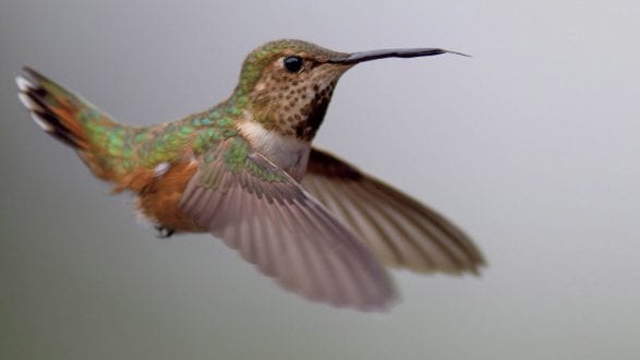 2020-02-05 EG Exposure shutter speeds fp A fast shutter speed would have completely stopped the hummingbird's wings in flight.