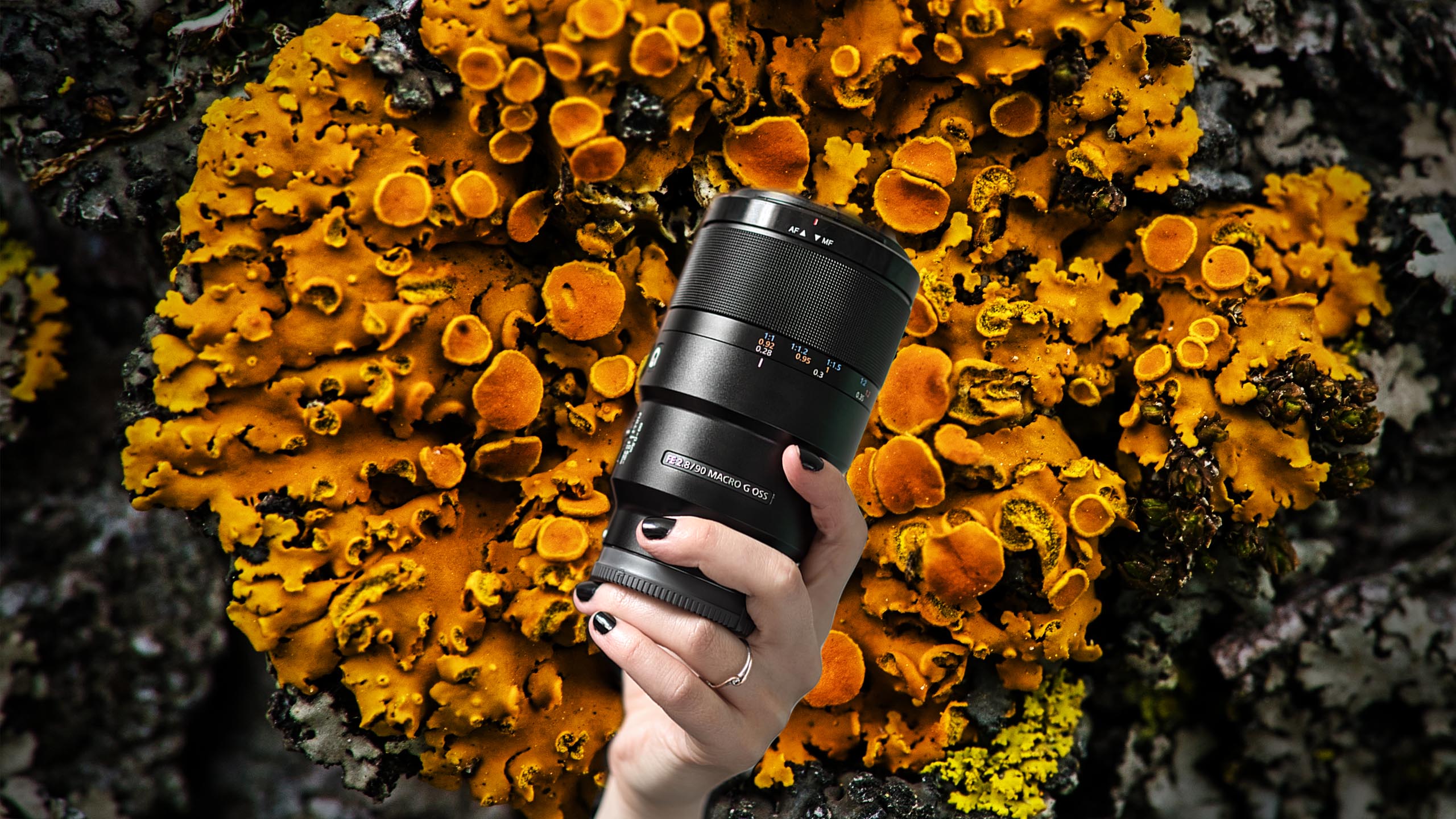 Hands-on with the Sony 90mm f/2.8 macro lens - Photofocus