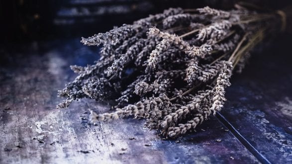 Lavender Header Lavender Header