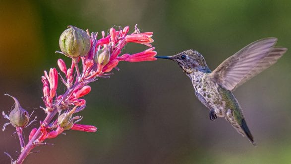 hummingbird_w_hesper_aloe_6130555_2560p hummingbird_w_hesper_aloe_6130555_2560p