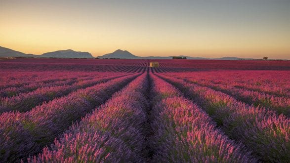 lavender-fields lavender-fields