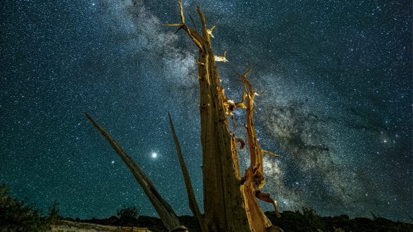 6726_kenlee_owensvalley-comet-neowise_200723_2226_earth200sf25iso400_sky29stacktotal_15f25iso40000_abpf-pointy-tree-milkyway-HEADER-PHOTOFOCUS Made from 27 light frames by Starry Landscape Stacker 1.8.0. Algorithm: Mean Min Hor Star Dupe