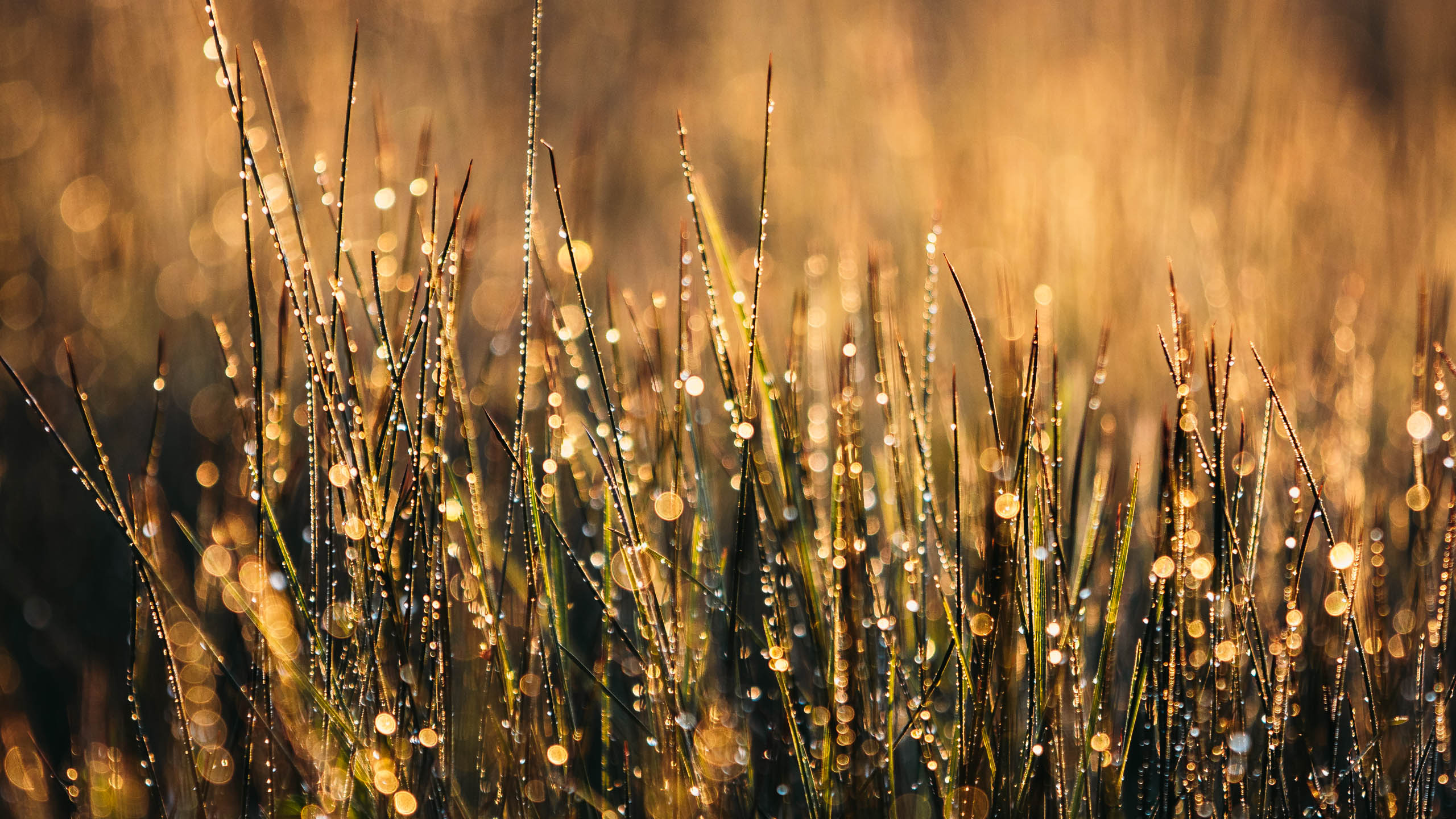 Dew Glow Dew Glow