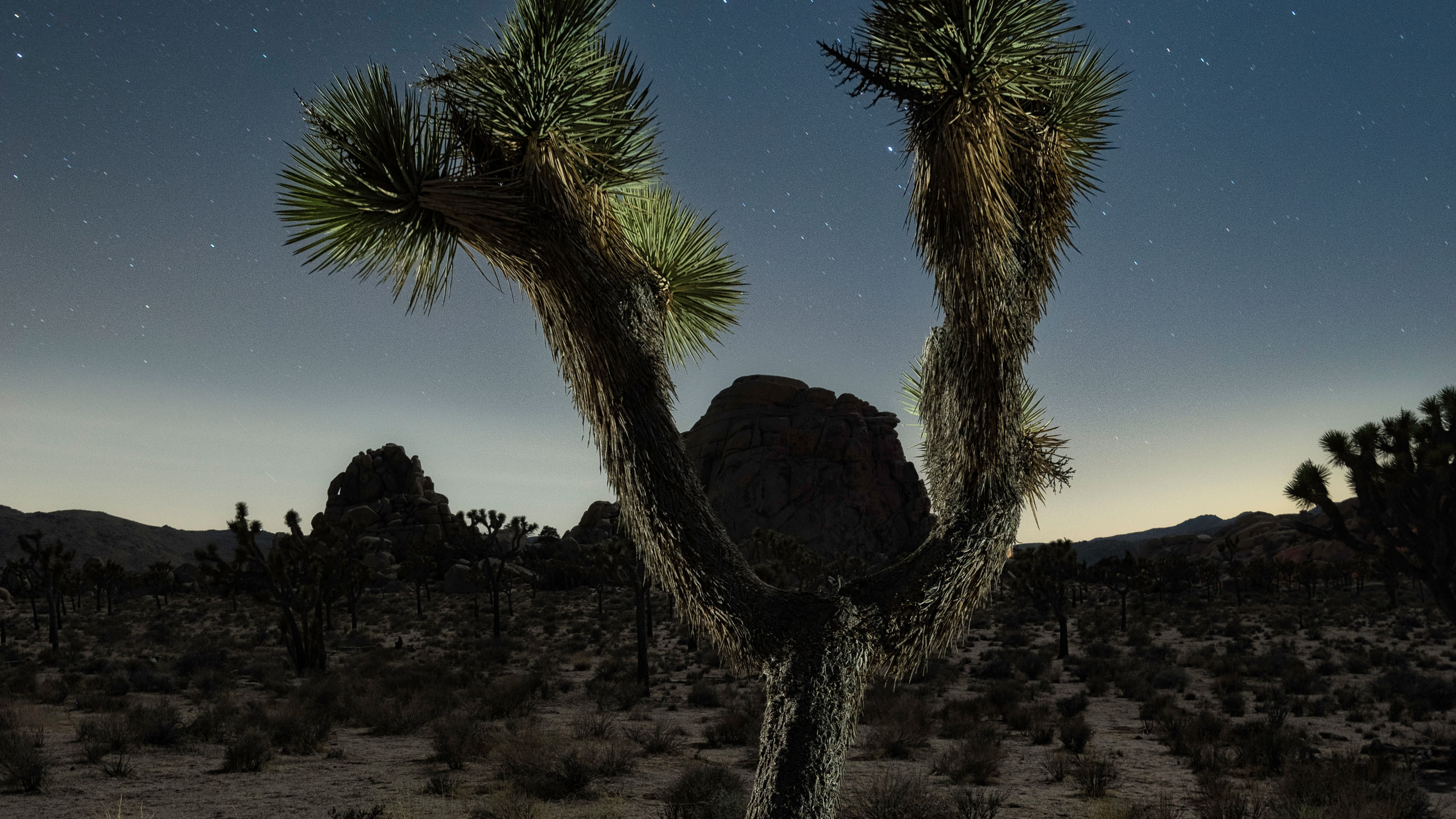 4013_kenlee_joshuatree_210320_2220_30sf71iso1600_wishbone-joshua-tree-sidelit 2560×1440 header photofocus 4013_kenlee_joshuatree_210320_2220_30sf71iso1600_wishbone-joshua-tree-sidelit 2560x1440 header photofocus