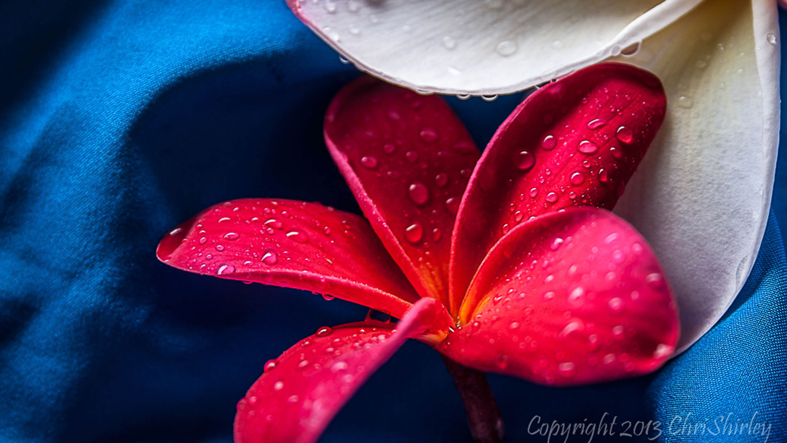Christine-Shirley-featured Christine Shirley