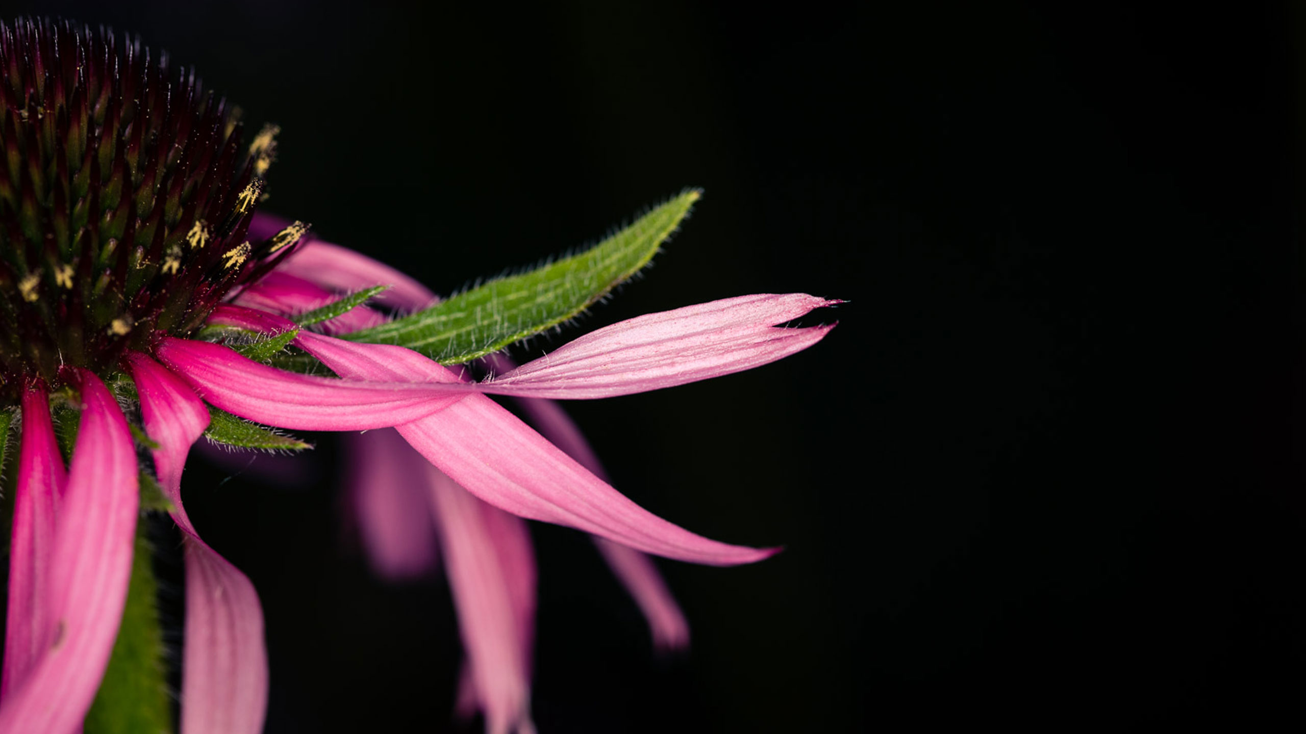 Daily-Themes-header-image daily photo themes