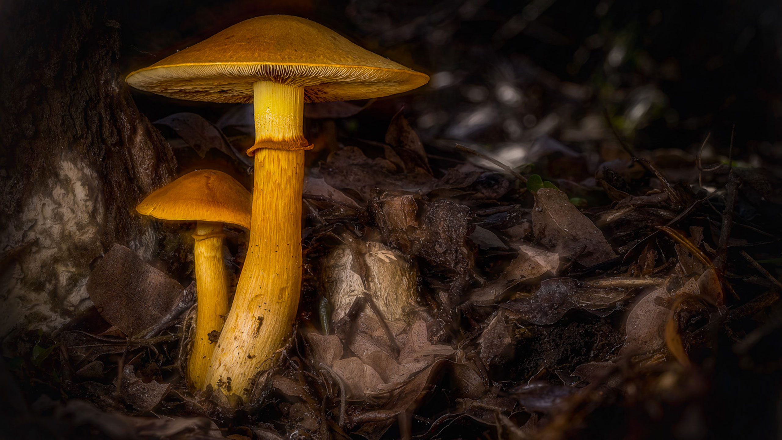 Glenn-Smith-featured-image Glenn