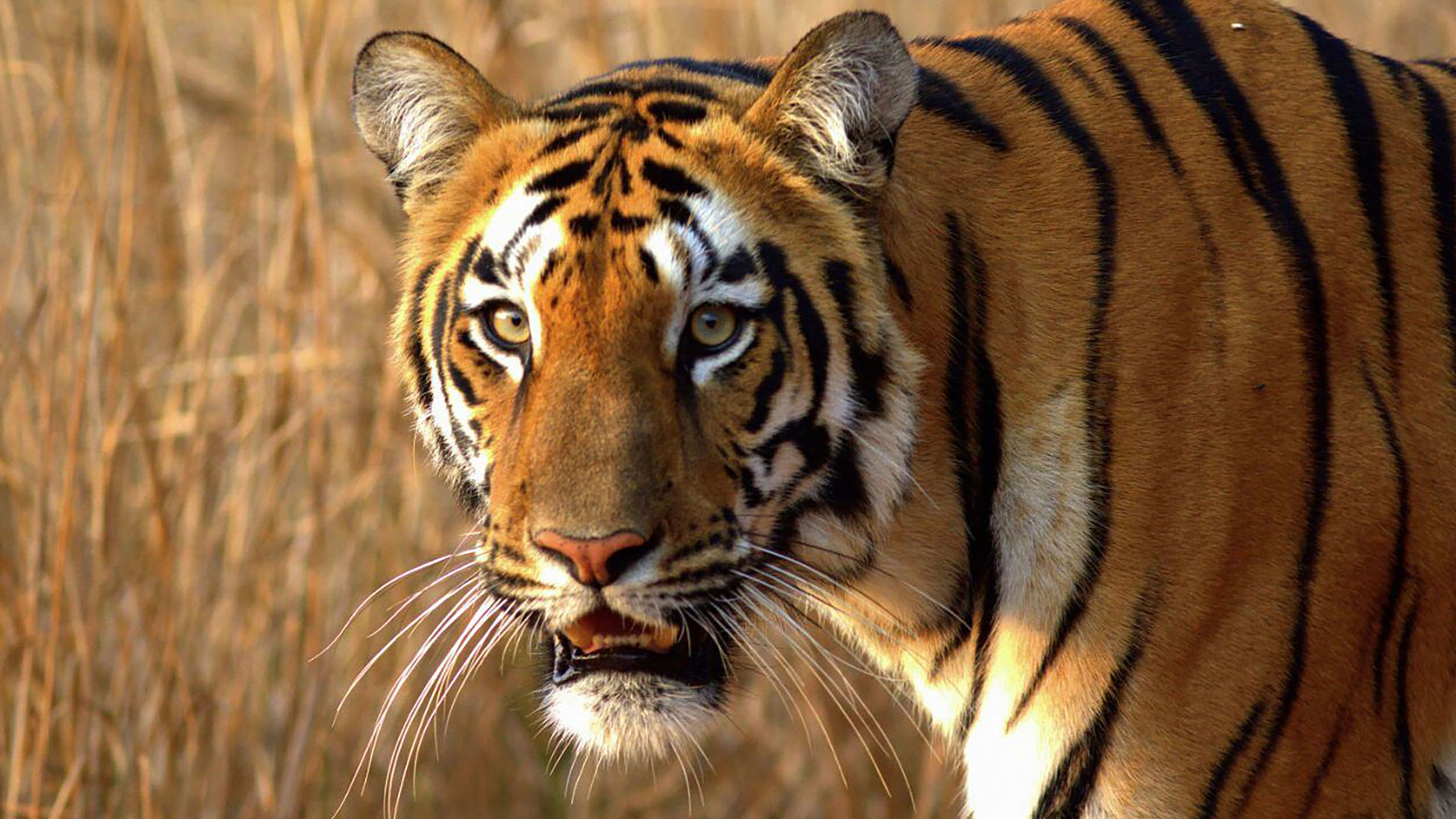 Sushma-Mishra-Tiger-Featured-image Sushma-Mishra-Tiger-Featured-image