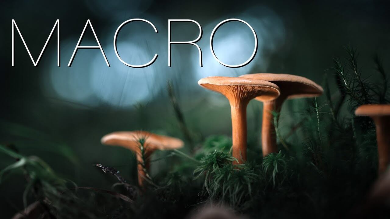 Macro photography inspiration: Tiny forest wonders - Photofocus