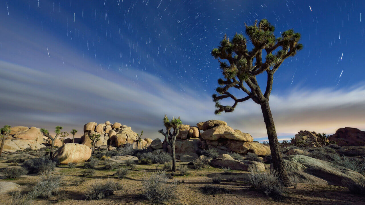 Joshua Tree National Park underneath the starry desert sky at night.