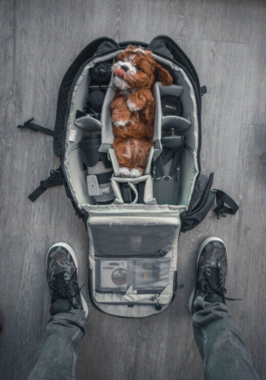 Chances are you won't get a cute puppy when you purchase your camera bag used. But if you want one, be sure to ask. Photo by Roberto Nickson on Unsplash