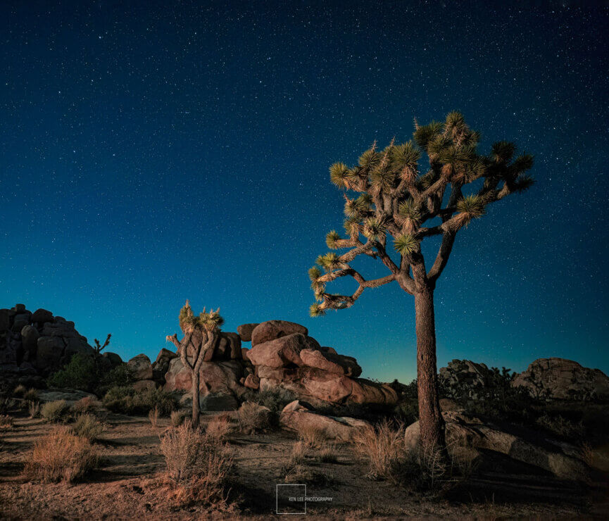 Joshua Tree National Park underneath the starry desert sky at night.