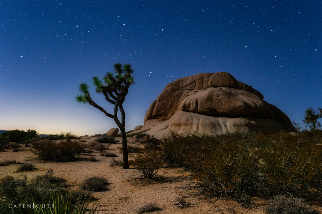Otherworldly landscape, Joshua Tree National Park, underneath the starry desert sky at night. Photo by Tim Little.