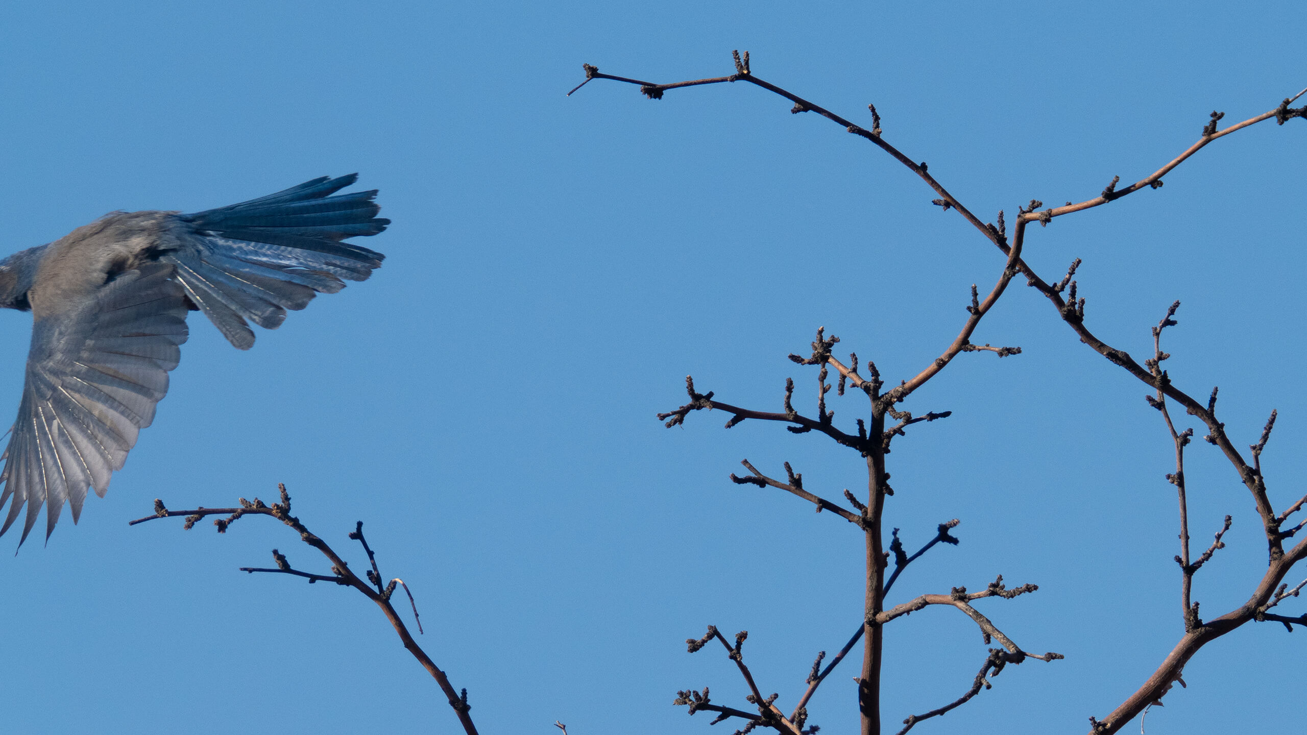 Tired of photographing bird butts? Technology to the rescue!