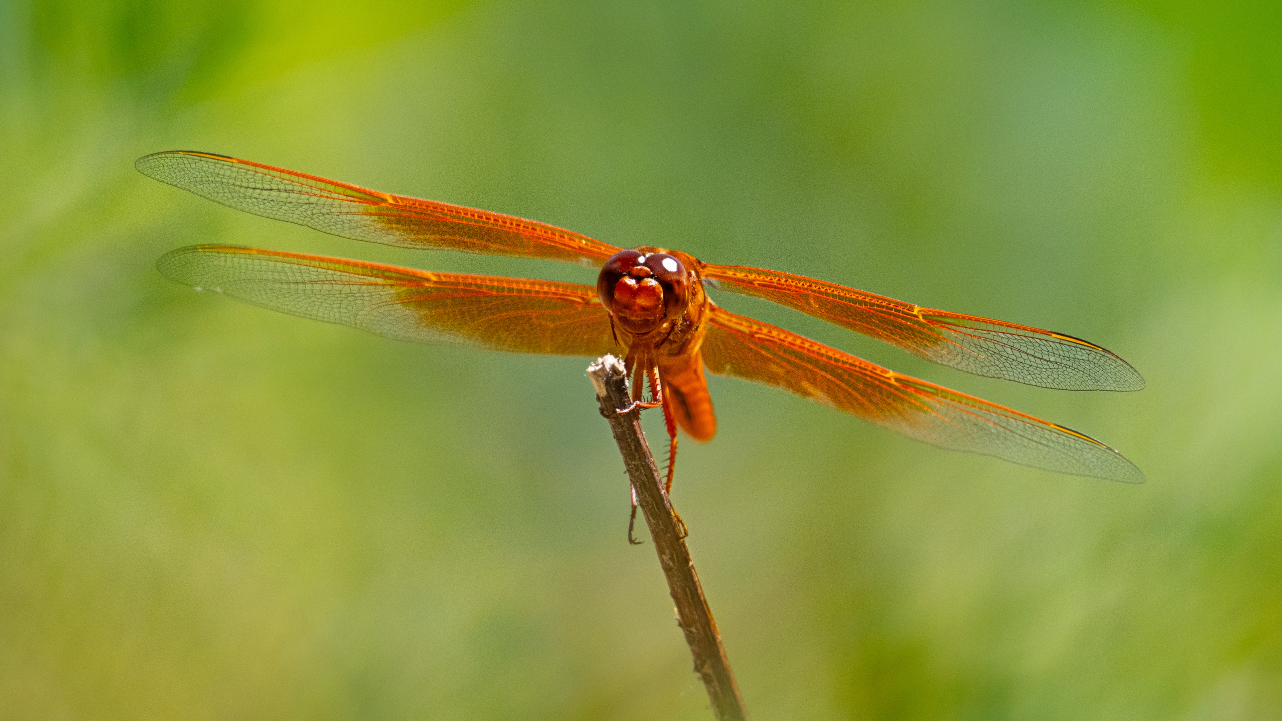 Photographing dragonflies
