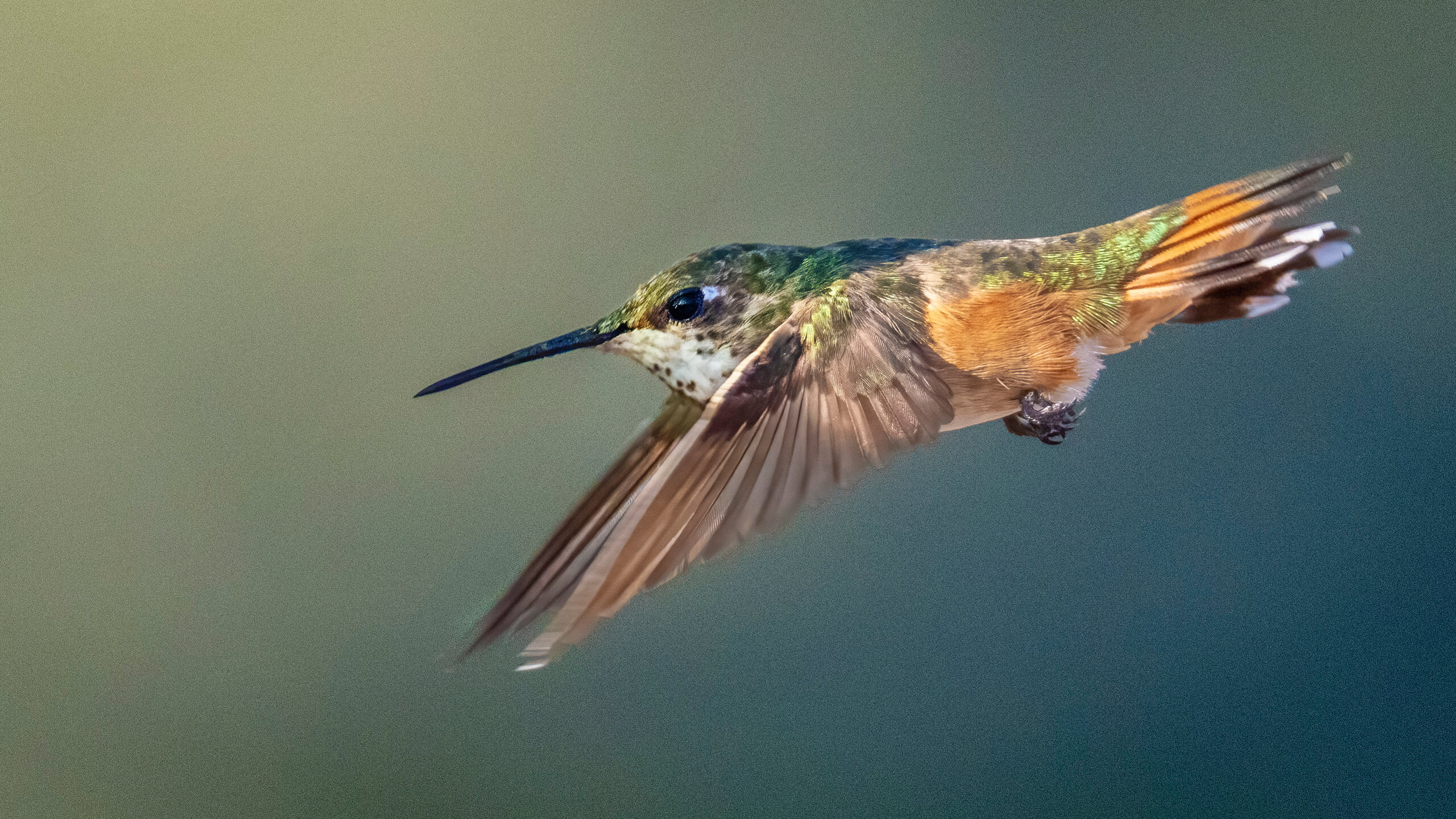What is the Best Camera Settings for Humming Bird: Ultimate Guide